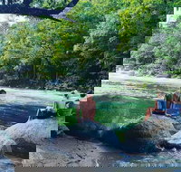 Afternoon Half-Day Daintree Rainforest and River Tour - Accommodation 4U