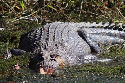 Afternoon Half-Day Daintree Rainforest And River Tour - Accommodation 4U 5