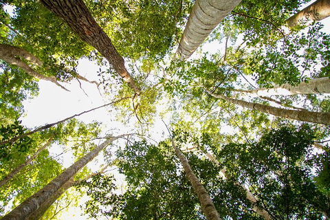 Fraser Island 4WD Tour From Noosa - Accommodation 4U 0