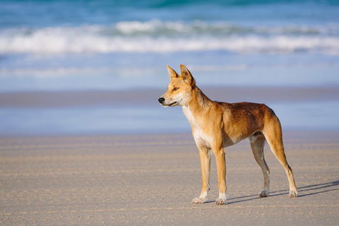 Fraser Island 4WD Tour From Rainbow Beach - Accommodation 4U 2