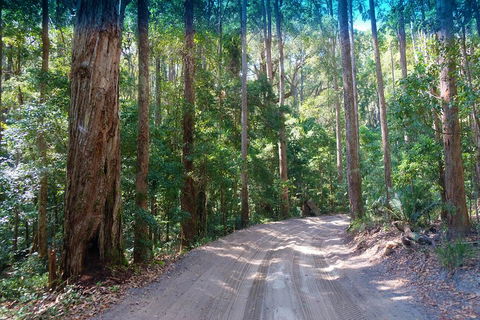 Fraser Island 4WD Tour From Rainbow Beach - Accommodation 4U 4