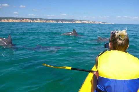 Kayak With Dolphins And 4WD Great Beach Drive Day Trip From Noosa - Accommodation 4U 1