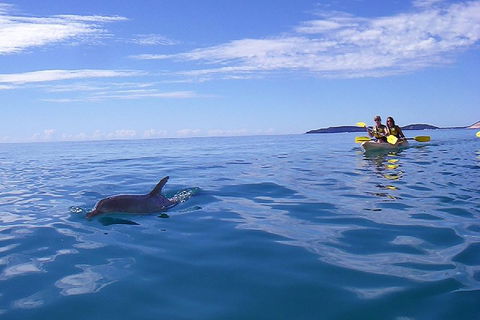Kayak With Dolphins And 4WD Great Beach Drive Day Trip From Noosa - Accommodation 4U 2
