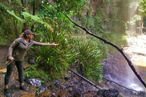 Rainforest & Waterfalls Extravaganza - Accommodation 4U 4