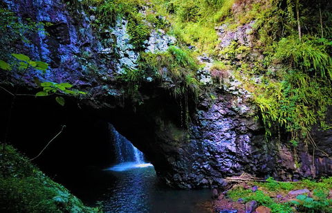 Rainforest & Waterfalls Extravaganza - Accommodation 4U 5