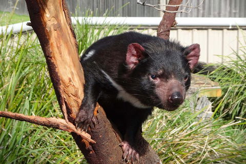 Tasmania 6 Day 'Tour In Circle' - Accommodation 4U 1