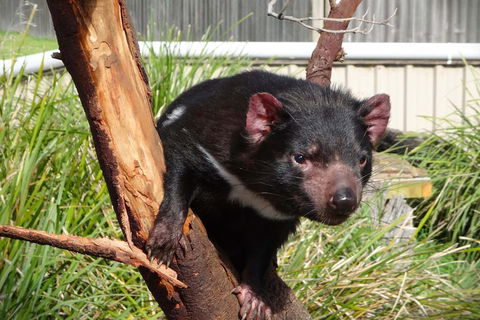 Tasmania 4 Day East Coast + Launceston - Accommodation 4U 2