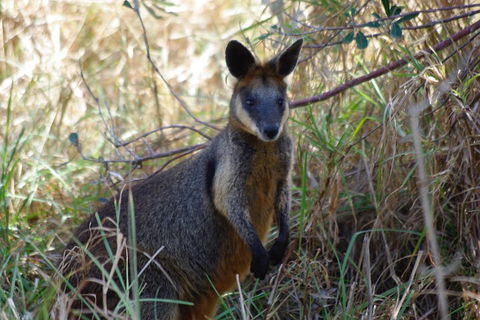 Byron Bay Combo: Hinterland Tour Including Minyon Falls And Kayaking With Dolphins - Accommodation 4U 2