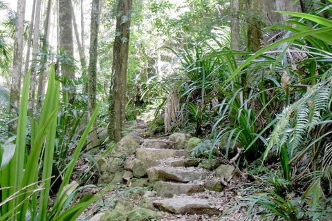 Byron Bay Combo: Hinterland Tour Including Minyon Falls And Kayaking With Dolphins - Accommodation 4U 5