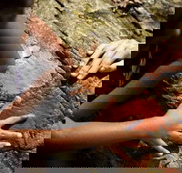 Ngana Julaymba Dungay - Full Day - Accommodation 4U