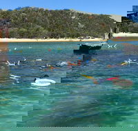All Inclusive Dolphin and Tangalooma Wrecks Cruise - Accommodation 4U