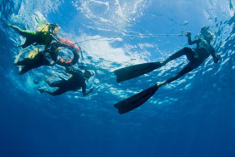 Passions Of Paradise Great Barrier Reef Snorkel And Dive Cruise From Cairns By Luxury Catamaran - Accommodation 4U 2