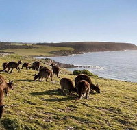 Kangaroo Island Personal Group Tours - Accommodation 4U