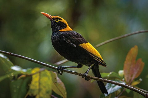 O'Reilly's & Lamington National Park From Gold Coast - Accommodation 4U 1