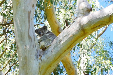 Best Of Moreton Bay Cruise - Accommodation 4U 2