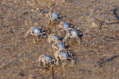 Best Of Moreton Bay Cruise - Accommodation 4U 3