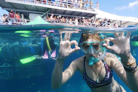 Great Barrier Reef Day Cruise From Cairns Including Snorkeling And Marine Biologist Presentation - Accommodation 4U 0