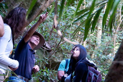 Natural Bridge & Springbrook Waterfalls Tour - Accommodation 4U 4