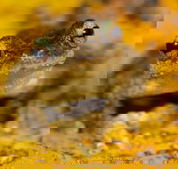 Daintree and Cape Tribulation Full Day Guided Tour - Accommodation 4U