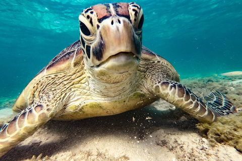 Sail, Snorkel, SUP & Kayak Charter Whitsundays - Accommodation 4U 0