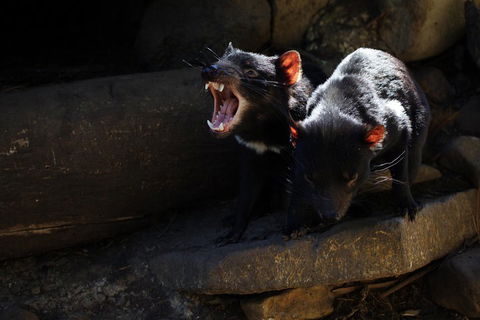 3-Day Tasmania Combo: Hobart To Launceston Active Tour - Accommodation 4U 4