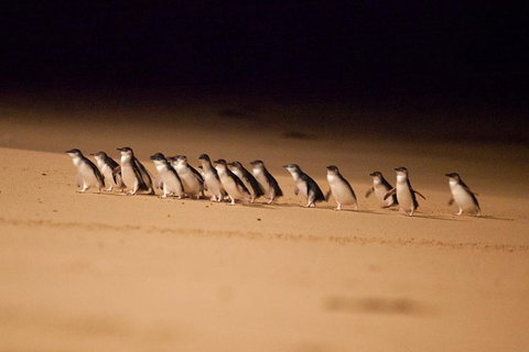 The Ultimate Melbourne Attractions Pass - Accommodation 4U 5