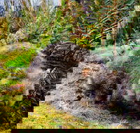 Cradle Mountain National Park Day Tour from Launceston - Accommodation 4U