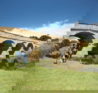 Bonorong Wildlife Park and Richmond Afternoon Tour from Hobart - Accommodation 4U