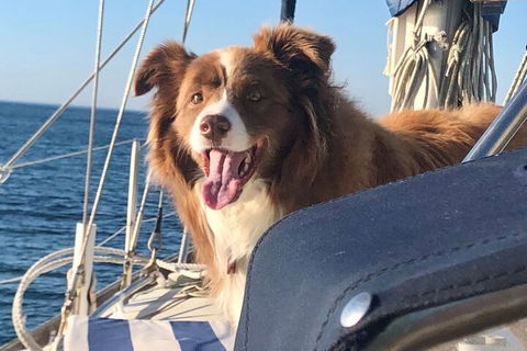 Mornington Peninsula Sightseeing Tour For 2-6 Guests. - Accommodation 4U 2