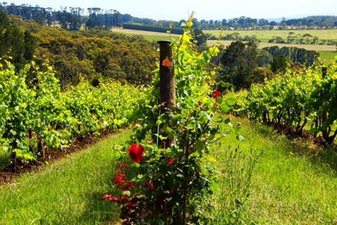 Mornington Peninsula Sightseeing Tour For 2-6 Guests. - Accommodation 4U 3