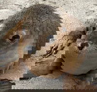 Kangaroo Island Scenic Trail Tour - Accommodation 4U