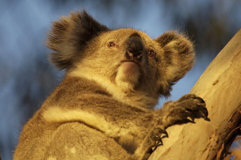 After Hours Electric Fatbike Tour In Kangaroo Island - Accommodation 4U 2