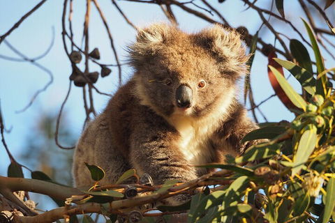 2-Hour Koala Walking Tour In Kangaroo Island - Accommodation 4U 0