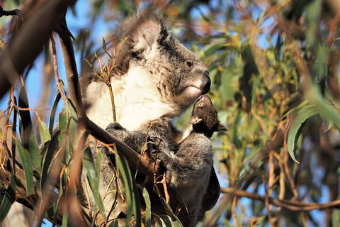 2-Hour Koala Walking Tour In Kangaroo Island - Accommodation 4U 1