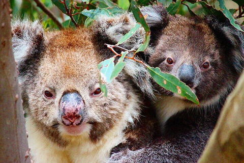 2 Hour Bike Tour In Kangaroo Island - Accommodation 4U 5