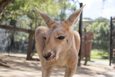 Currumbin Wildlife Sanctuary General Entry Ticket - Accommodation 4U 2