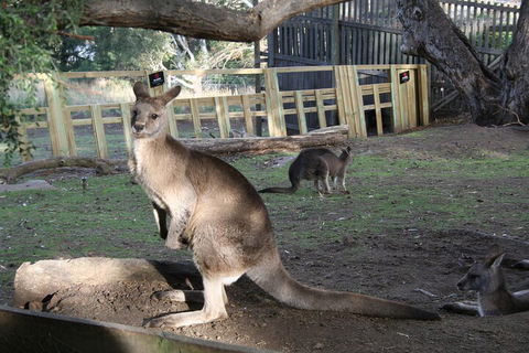 Mt. Wellington, Bonorong And Richmond Day Tour From Hobart - Accommodation 4U 2