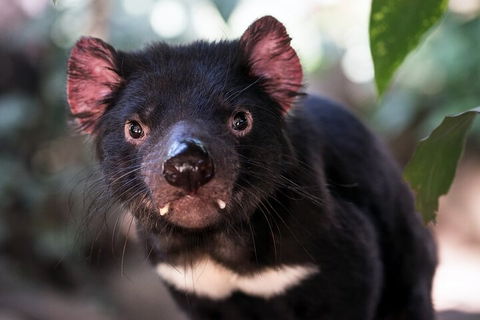Mt. Wellington, Bonorong And Richmond Day Tour From Hobart - Accommodation 4U 3