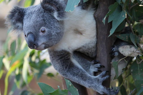 Sydney Attractions Pass: SEA LIFE Aquarium, Sydney Tower Eye, WILD LIFE Zoo And Madame Tussauds - Accommodation 4U 2