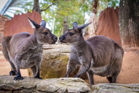 Sydney Attractions Pass: SEA LIFE Aquarium, Sydney Tower Eye, WILD LIFE Zoo And Madame Tussauds - Accommodation 4U 5