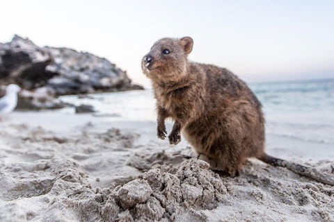 Rottnest Island All-Inclusive Grand Island Tour From Fremantle - Accommodation 4U 2