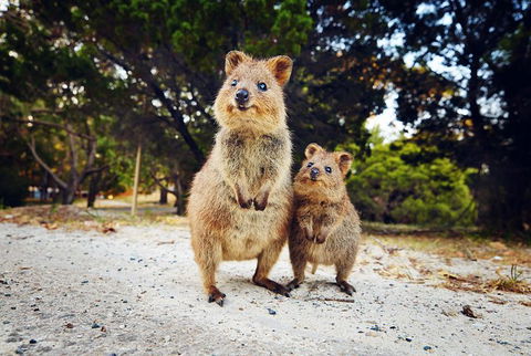 Rottnest Island All-Inclusive Grand Island Tour From Fremantle - Accommodation 4U 5