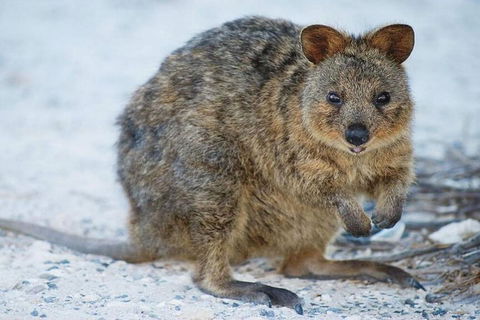Perth To Rottnest Island Roundtrip Ferry Ticket - Accommodation 4U 3