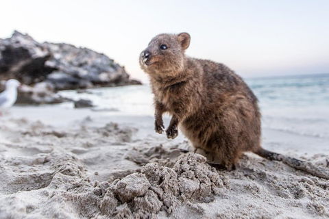 Perth To Rottnest Island Roundtrip Ferry Ticket - Accommodation 4U 5