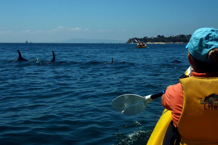Mornington VIC Accommodation 4U