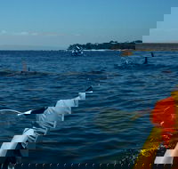 Mornington Peninsula Kayak Coastline Tour of Dolphin Sanctuary - Accommodation 4U