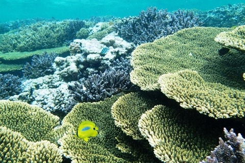 Abrolhos Islands Scenic Flight & Snorkel Adventure From Perth - Accommodation 4U 4