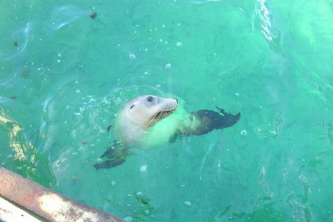 Abrolhos Islands Scenic Flight & Snorkel Adventure From Perth - Accommodation 4U 5