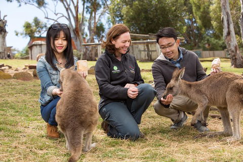 Bonorong Wildlife Park And Richmond Afternoon Tour From Hobart - Accommodation 4U 1