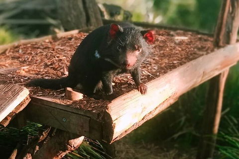 Bonorong Wildlife Park And Richmond Afternoon Tour From Hobart - Accommodation 4U 4